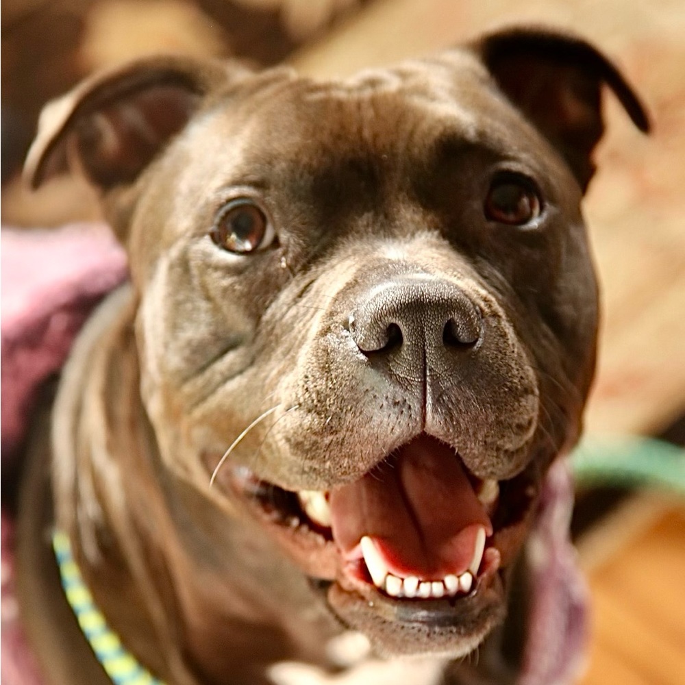 💯% of your purchase supports our foster animals.